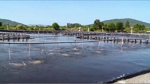 Khai thác tiềm năng từ mô hình nuôi trồng thủy sản công nghệ cao