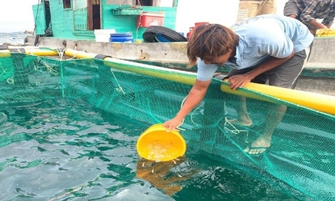 Phát triển nuôi biển từ sử dụng lồng nhựa HDPE