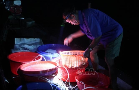 Cá tôm trở lại, sinh kế khởi sắc ở đầm phá Tam Giang - Cầu Hai