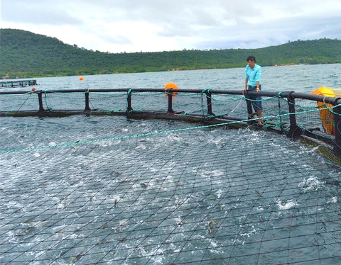 Kiên Giang đặt mục tiêu 830.000 tấn thủy sản