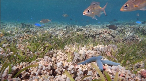 Giá trị khổng lồ từ hệ sinh thái thảm cỏ biển Việt Nam