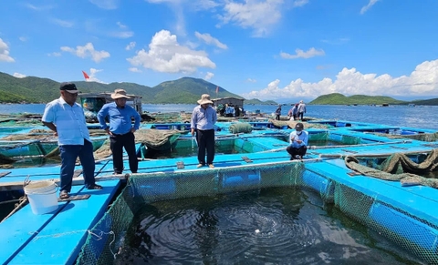 Cảnh báo thiên tai sớm giúp người nuôi biển giảm thiểu thiệt hại