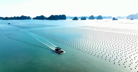 Bứt phá nuôi biển công nghiệp: Định hình không gian biển