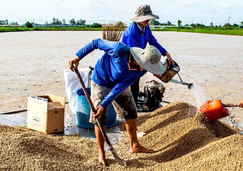 Thay thế bột cá để tạo nguồn thức ăn thủy sản bền vững