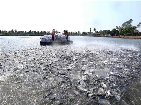 Nuôi trồng thủy sản của An Giang tăng 10,8%