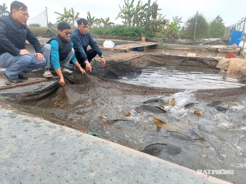 Giá trị sản xuất thủy sản Hải Phòng đạt hơn 4.000 tỷ đồng