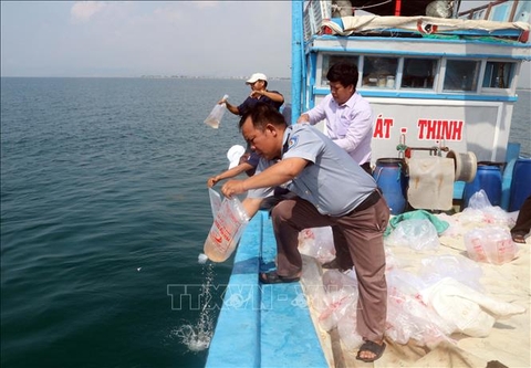 Thả hơn 500.000 con giống ra biển tái tạo nguồn lợi thủy sản
