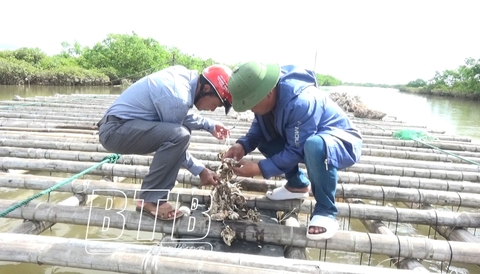 Tiền Hải: Hiệu quả nuôi hàu nước lợ