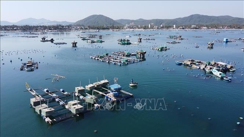 Thủ phủ tôm hùm chật vật khôi phục sản xuất sau thiên tai