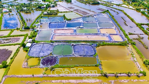 Khi “thủ phủ tôm” căng buồm ra biển lớn - Bài 2: Nuôi tôm sạch, chinh phục thị trường khó tính