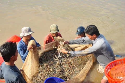 Doanh nghiệp xuất khẩu tôm 'cầu cứu'
