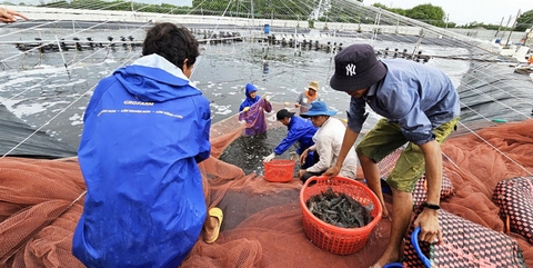 Vĩnh Long: Diện tích nuôi tôm ứng dụng công nghệ cao đạt kế hoạch