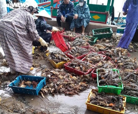 20 triệu con tôm hùm chết trong lũ, nghề nuôi tôm hùm ở Đắk Lắk “gần như xoá sổ”