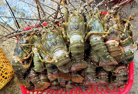 Vì sao Trung Quốc giảm nhập một nửa tôm hùm Canada, tăng gấp đôi mua của Việt Nam?