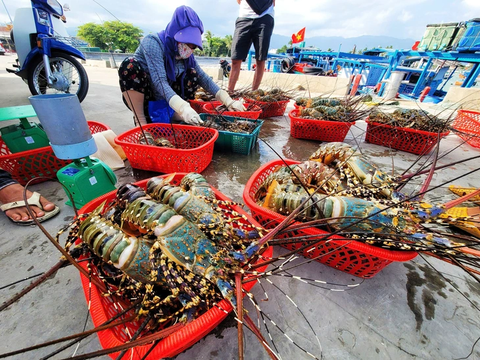 Vụ tiêu hủy 180.000 con tôm hùm giống nhập lậu: Vì sao không thể đấu giá, thả về tự nhiên?