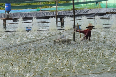 Sản lượng tôm nuôi tăng mạnh nhờ ứng dụng công nghệ cao