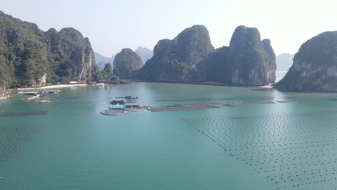 Hệ sinh thái chính sách - ‘bệ đỡ’ cho nuôi biển công nghệ cao