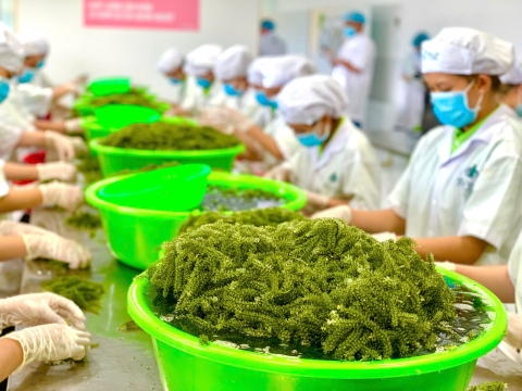 Một kỹ sư ở Khánh Hòa mát tay trồng 