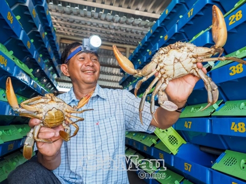 Tỷ phú Cà Mau nuôi tôm, nuôi cua toàn con to bự thế này đây