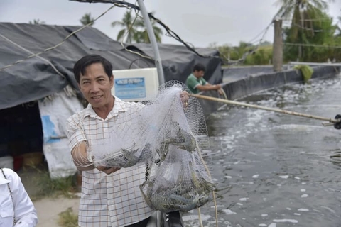 Bền bỉ theo đuổi nuôi tôm công nghệ cao