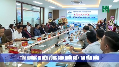 Tìm hướng đi bền vững cho nuôi biển tại Vân Đồn