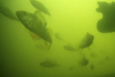 Hàng triệu người trên thế giới đang háo hức theo dõi đàn cá bơi qua bơi lại ở Hà Lan: Lý do rất thú vị và quan trọng