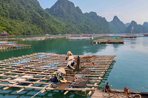 Quảng Ninh: Ứng dụng chuyển đổi số vào nuôi biển, kết hợp du lịch và bảo vệ môi trường 05/09/2025