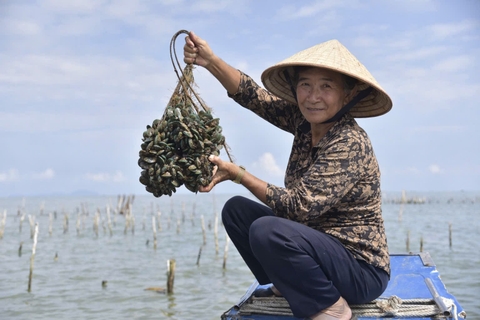 Ở bãi bồi Kiên Giang, nay là tỉnh An Giang, dân thả dây nuôi con gì mà chả thấy cho ăn, kéo lên bán lãi đậm luôn?