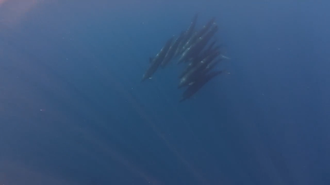 Đàn cá voi 100 con áp sát thuyền du khách tại Phú Quý: Báo hiệu điềm lành, truyền thông Thái Lan khen ngợi hết lời