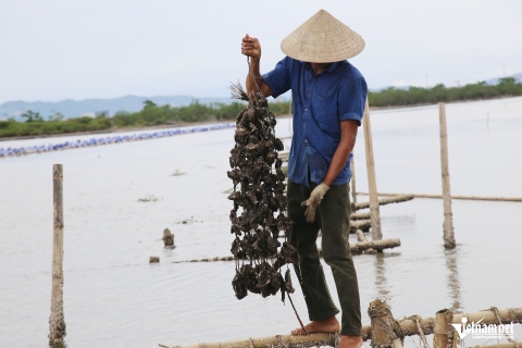 Nuôi loài không phải cho ăn, nông dân ven sông Rào Cái thu tiền tỷ
