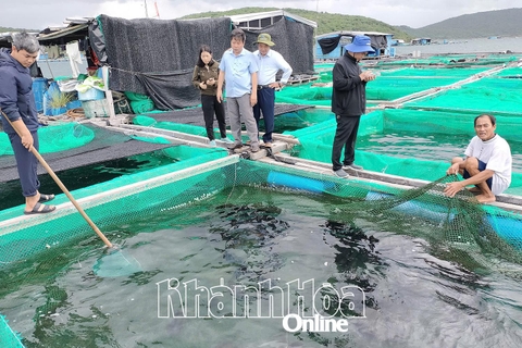 Tiềm năng nuôi cá tai bồ