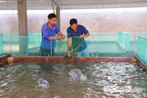 Nuôi thủy sản sạch theo hướng thích ứng thị trường và biến đổi khí hậu