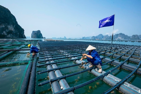 Cần chiến lược tài chính thúc đẩy đầu tư công nghệ nuôi biển