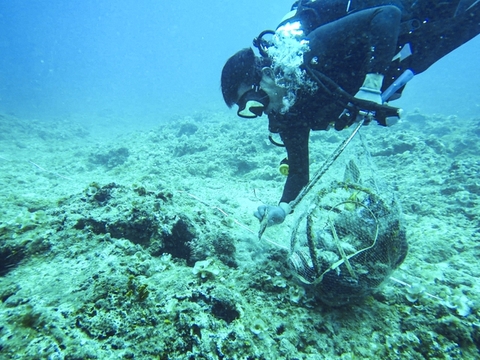 Từ lớp học đến đại dương: Giáo viên Lý Sơn học cách bảo tồn biển