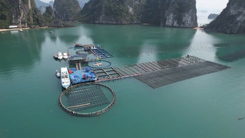 Ngành thủy sản Quảng Ninh đặt mục tiêu đạt hơn 200.000 tấn