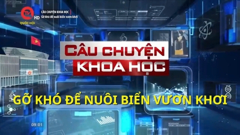 Câu chuyện khoa học: Gỡ khó để nuôi biển vươn khơi