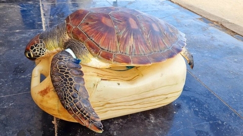 GIẢI CỨU RÙA BIỂN QUÝ HIẾM MẮC LƯỚI TRÔI DẠT VÀO BỜ