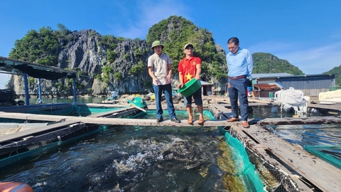 Khuyến nông thúc đẩy phát triển nuôi biển hiện đại