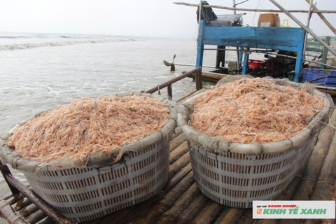 Trúng đậm mùa ruốc biển, ngư dân Nghệ An thu tiền triệu mỗi ngày