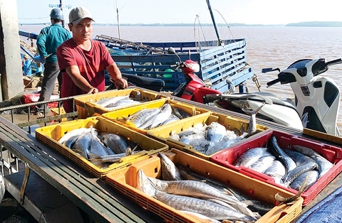 Tăng cường giải pháp khai thác và nuôi trồng thủy sản an toàn, bền vững&nbsp;