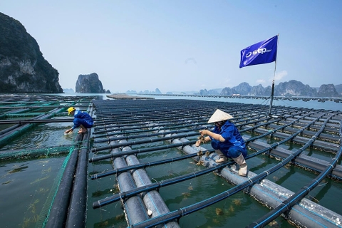 Quảng Ninh thí điểm cụm công nghiệp nuôi biển nghìn héc-ta tại Vân Đồn, Cô Tô