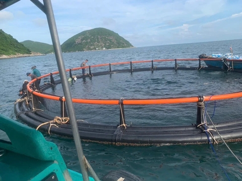 Khánh Hòa thí điểm nuôi biển công nghệ cao, ngư dân phấn khởi với kết quả bước đầu