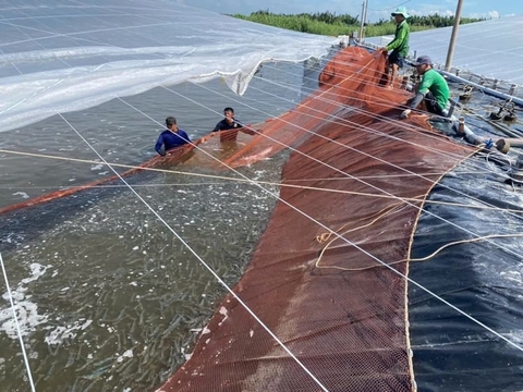 Vĩnh Long phấn đấu đạt hơn 314.000 tấn tôm nuôi năm 2026