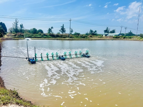 Cà Mau: Hơn 1.320 ha thủy sản bị thiệt hại, nguy cơ tiếp tục gia tăng