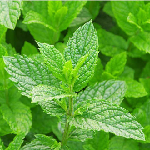 Hạt giống bạc hà