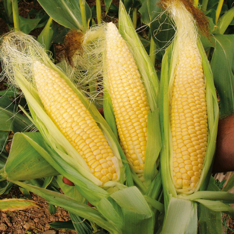 Hạt giống Bắp Mỹ