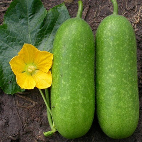 Hạt giống bí đao