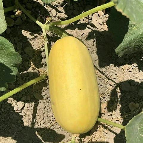 Hạt giống bí sợi mì