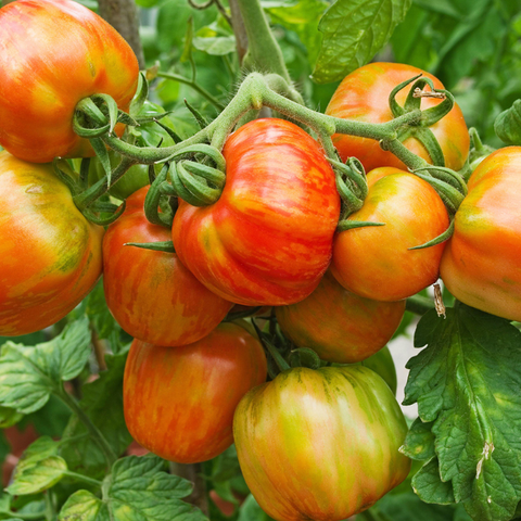 Hạt giống Cà chua