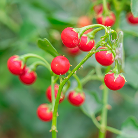 Hạt giống cà gai leo